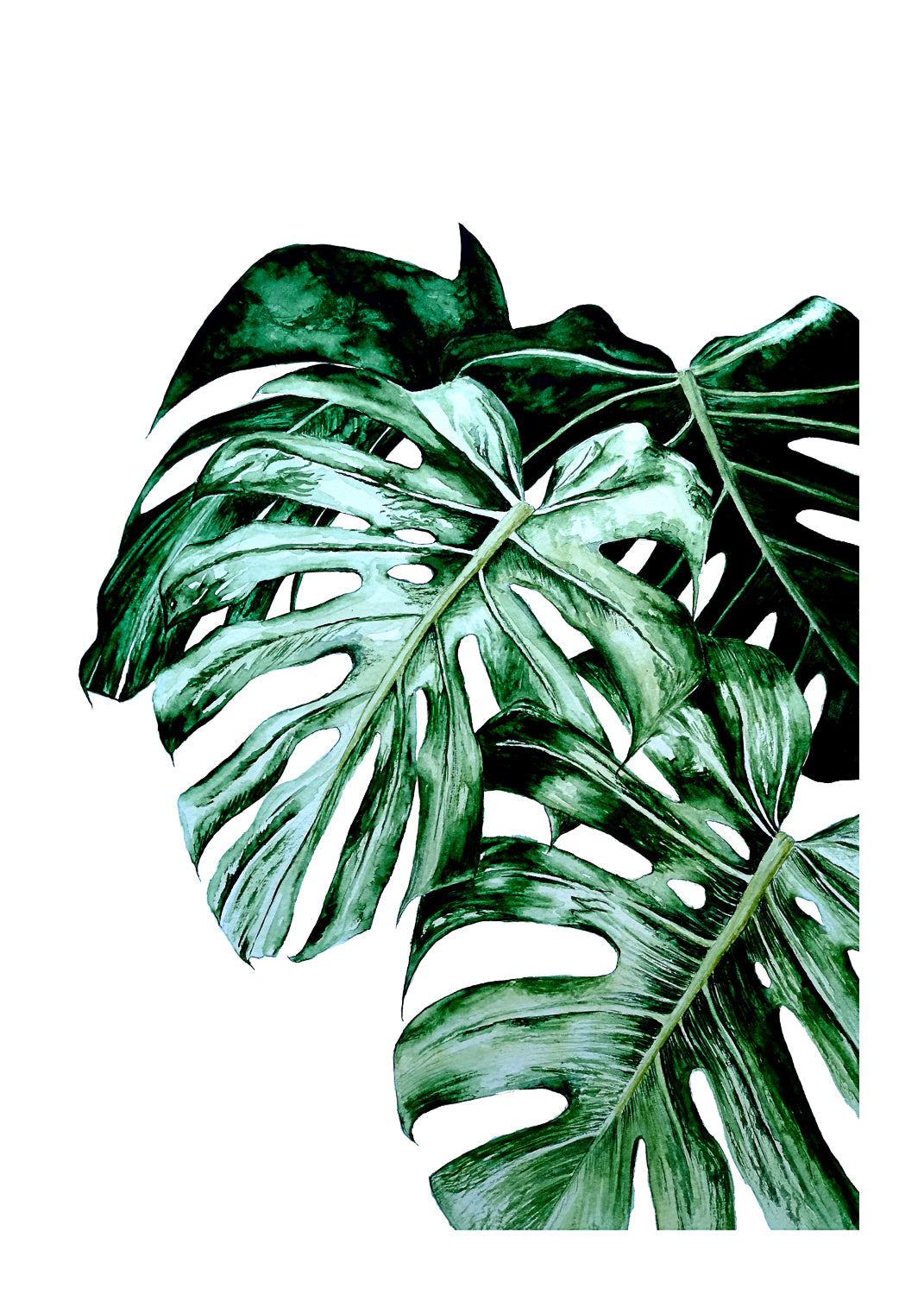 poster monstera plant Monstera Deliciosa – nomart posters