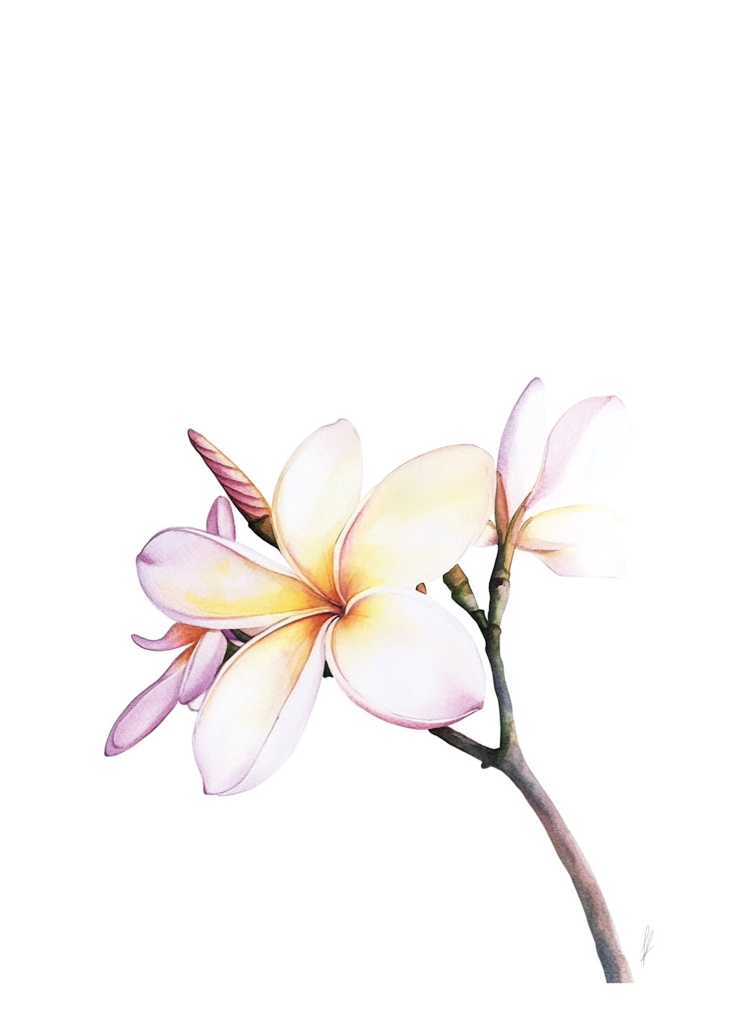 Frangipani