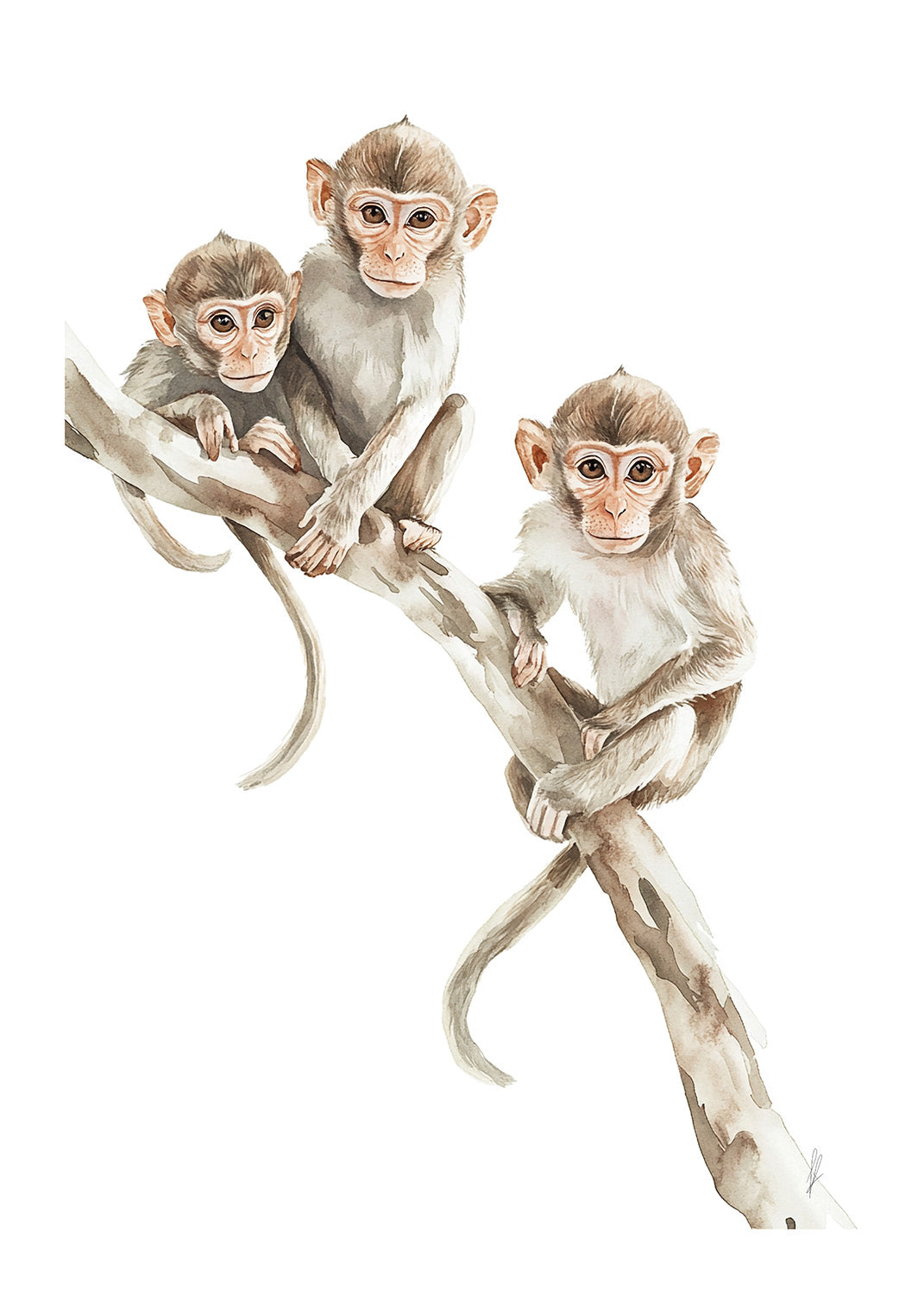 Macaques