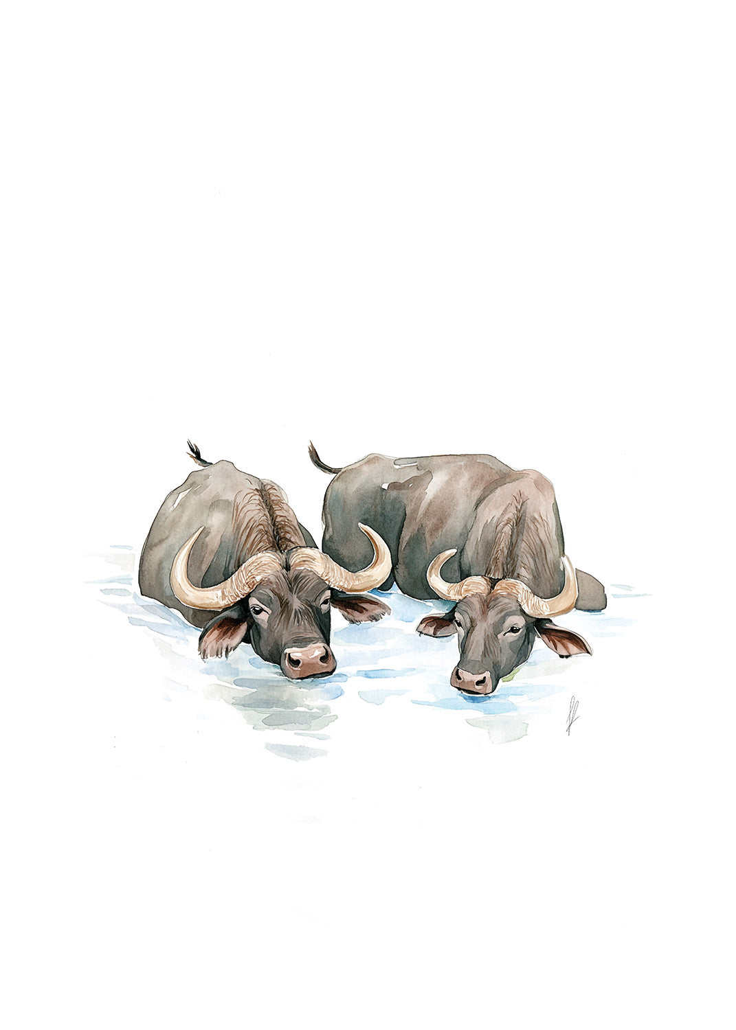 Waterbuffalos