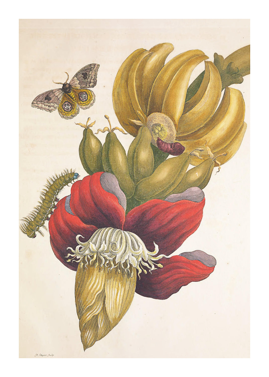 Banana Blossom